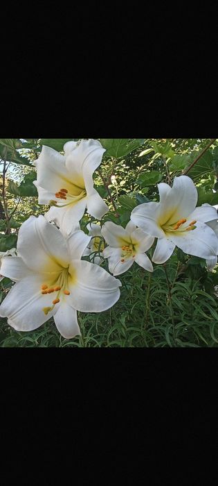 Лилия садовая, тюльпаны