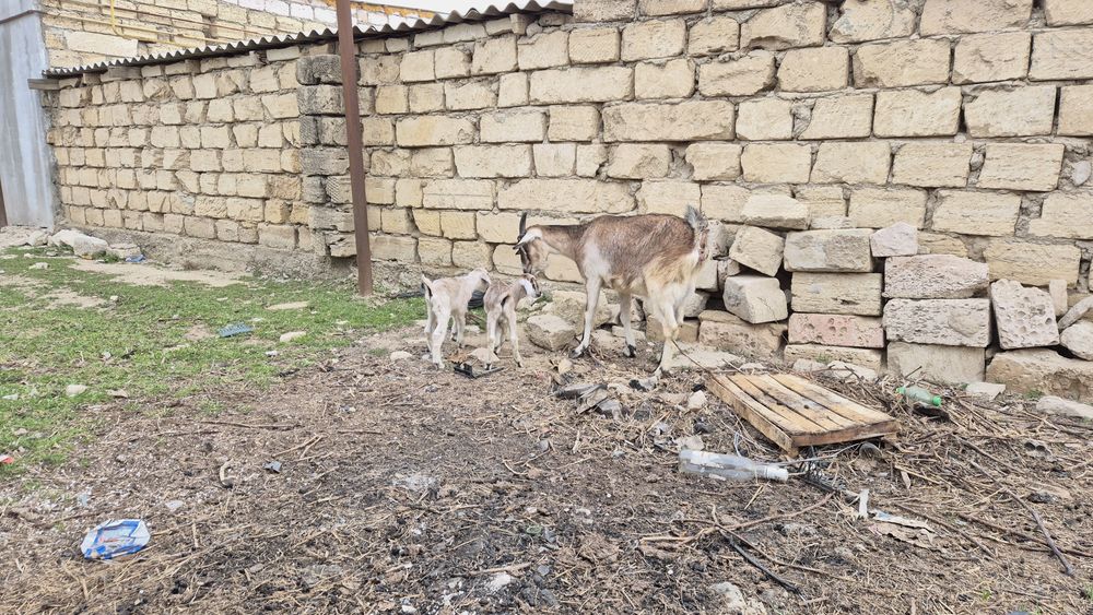 Ешкі сатылады, екі лағымен