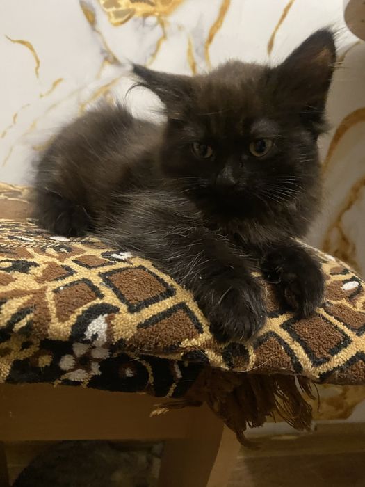 Отдам котенка в добрые руки!