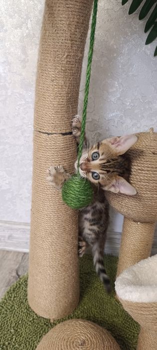 Бенгальские котята