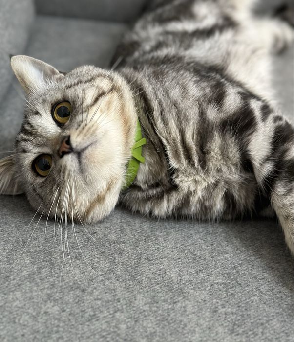 Британская порода