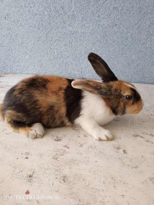 Quyon kafolati bilan