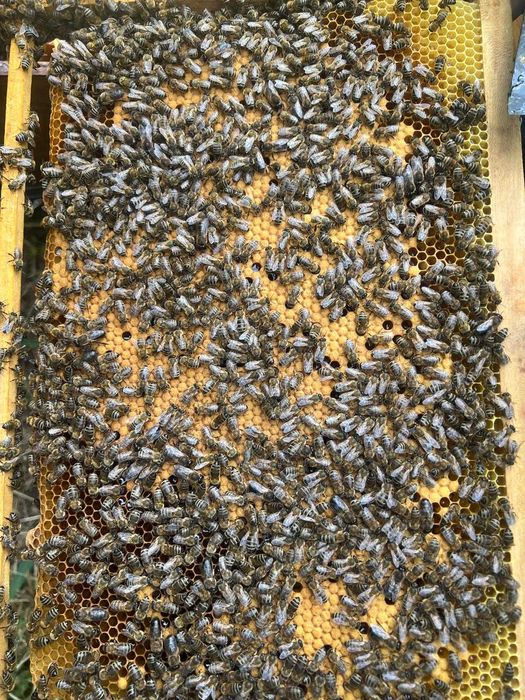 Vand familii de albine