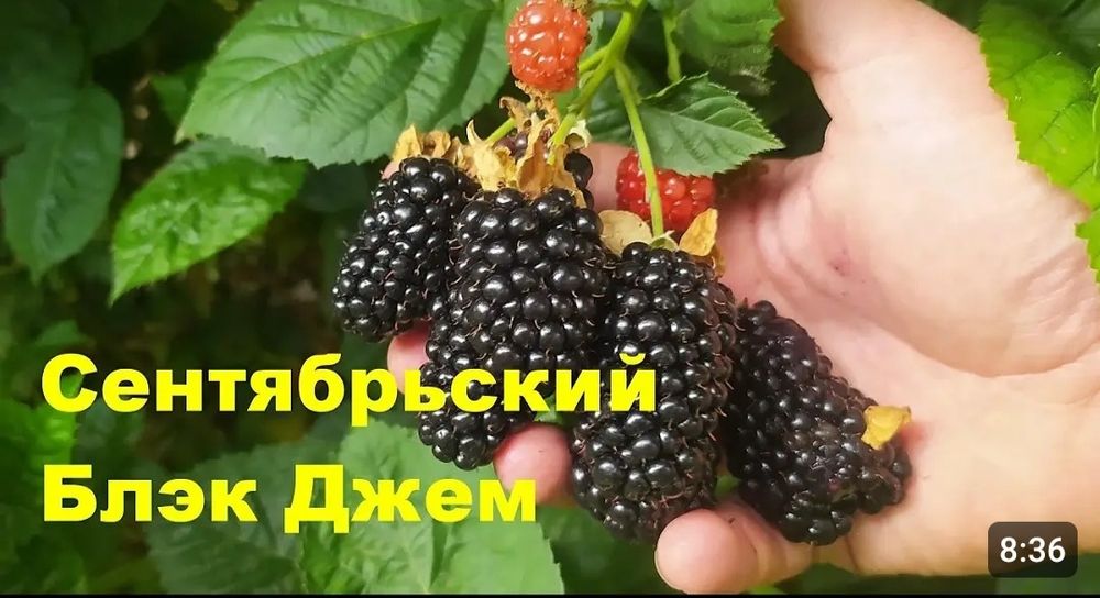 Продам саженцы ежевики