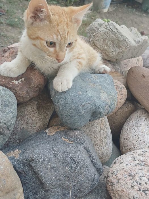 Котята,отдам даром