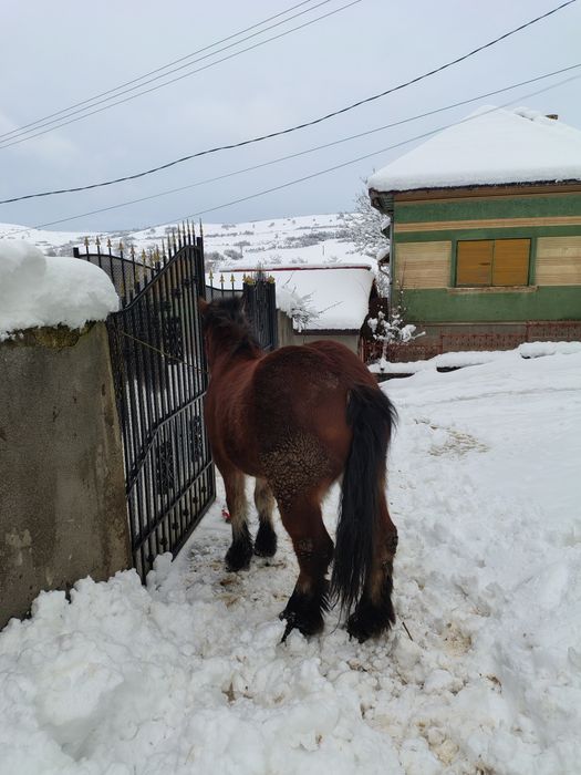 Disponibilila mânza.
