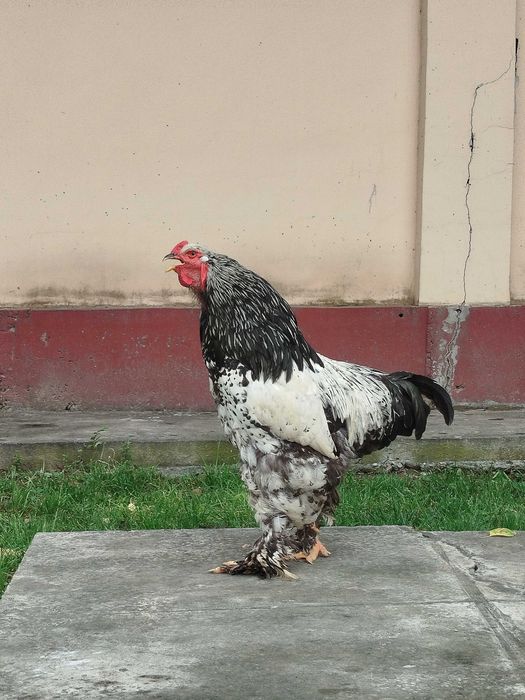 Tochkali Brama tovuq tuximiga zakaz olaman