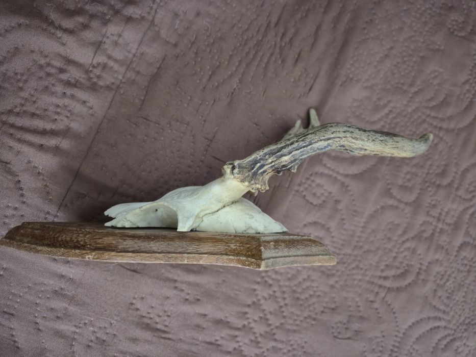 Ловен трофей за стена