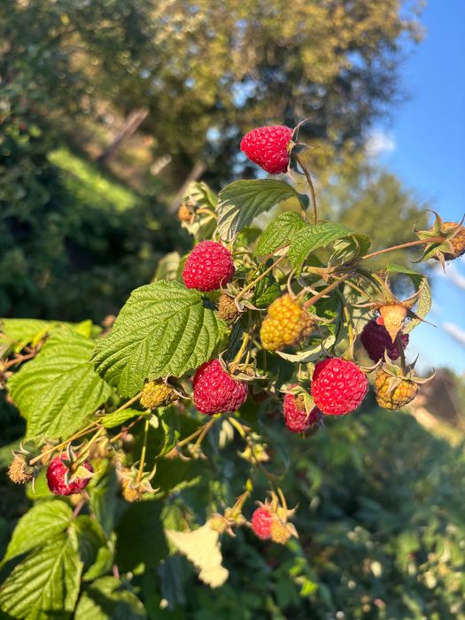 Sirop de Aronia, sirop din cătină și miere