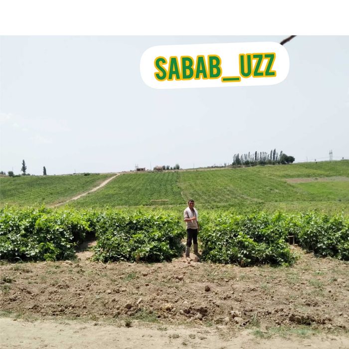 Tok kòchati va qalamchalari bor Parkent