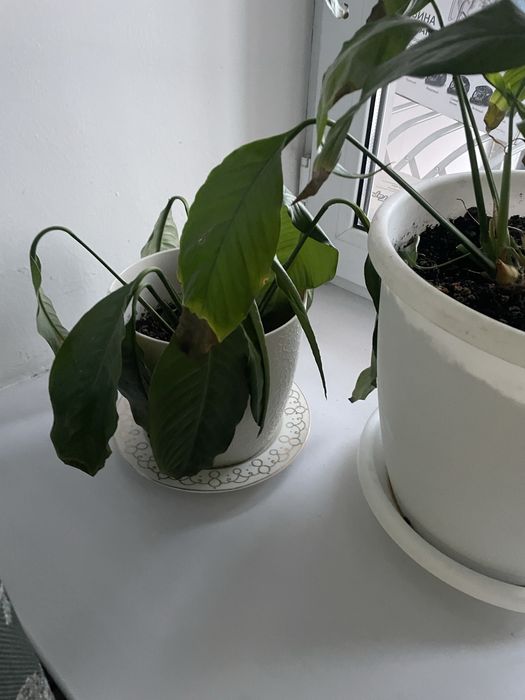 Продам комнатные цветы СРОЧНО