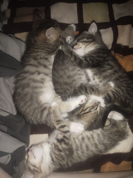 Отдам котят лапочек СРОЧНО