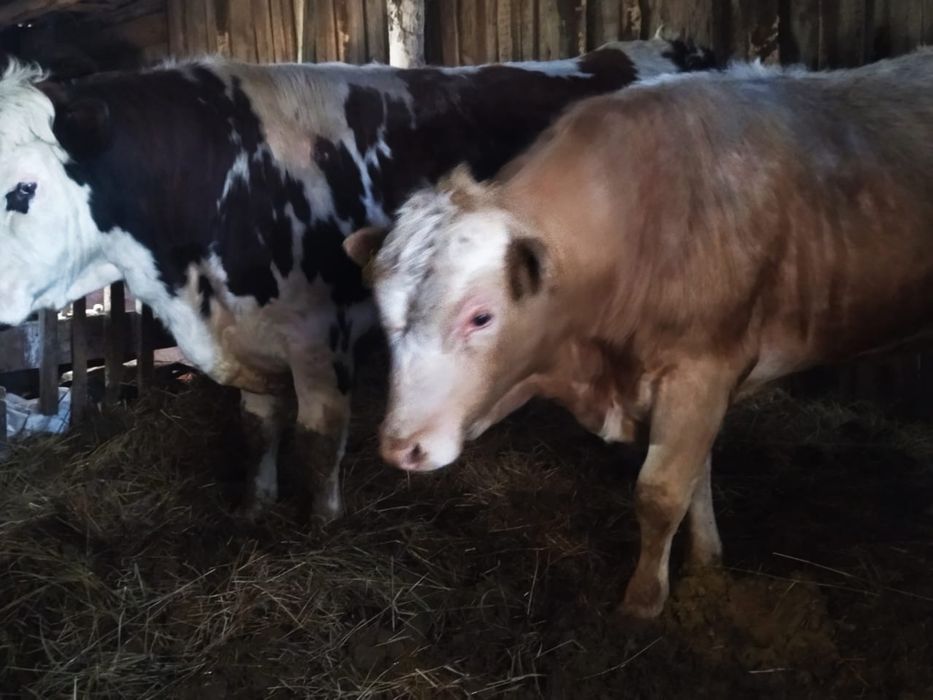 Бычки производители