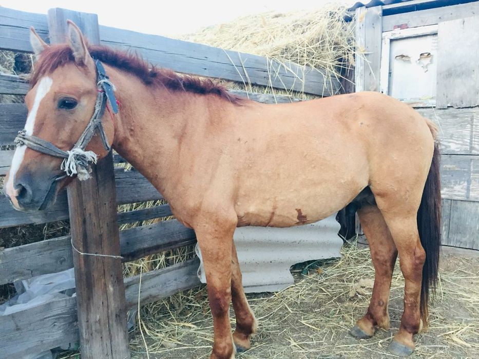 Айғыр сатылады Жеребец