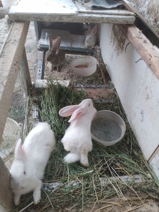 Куён нар кушишга