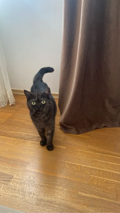 Кошка в дрбрые руки