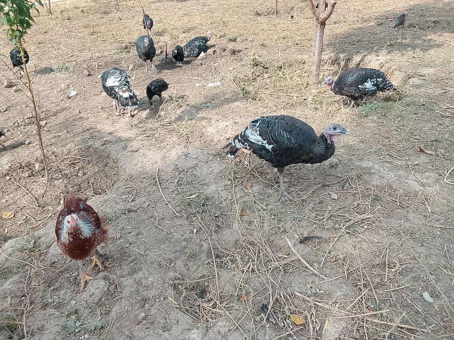 Продам продам продам