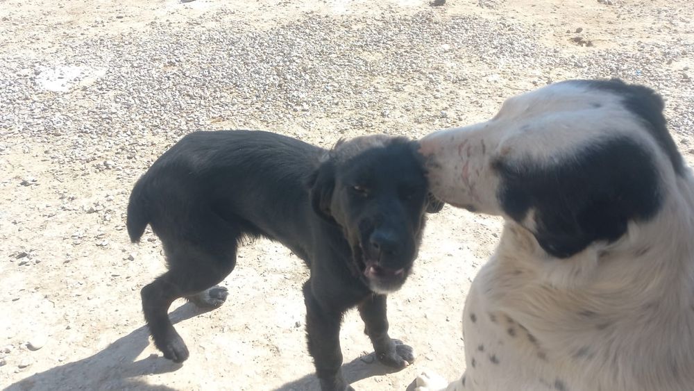 Аңшылыққа арналған күшік