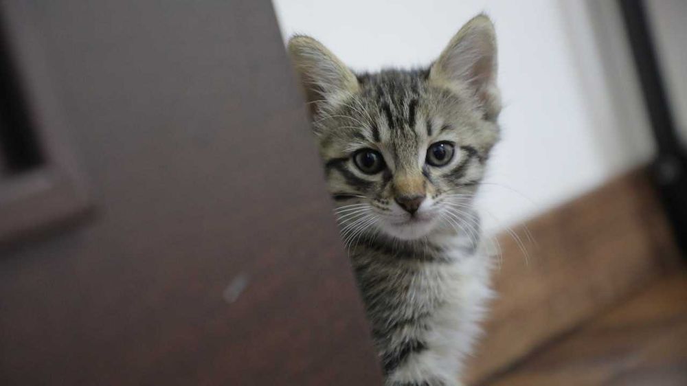 Котёнок, 2 месяца чистый, без вшей