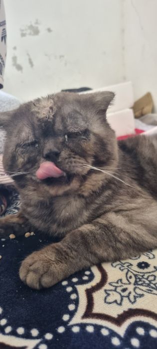 Scottish fold mushuk erkak