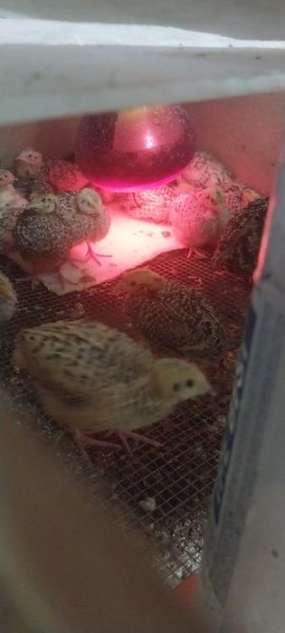 Бодене балапандары сатылады