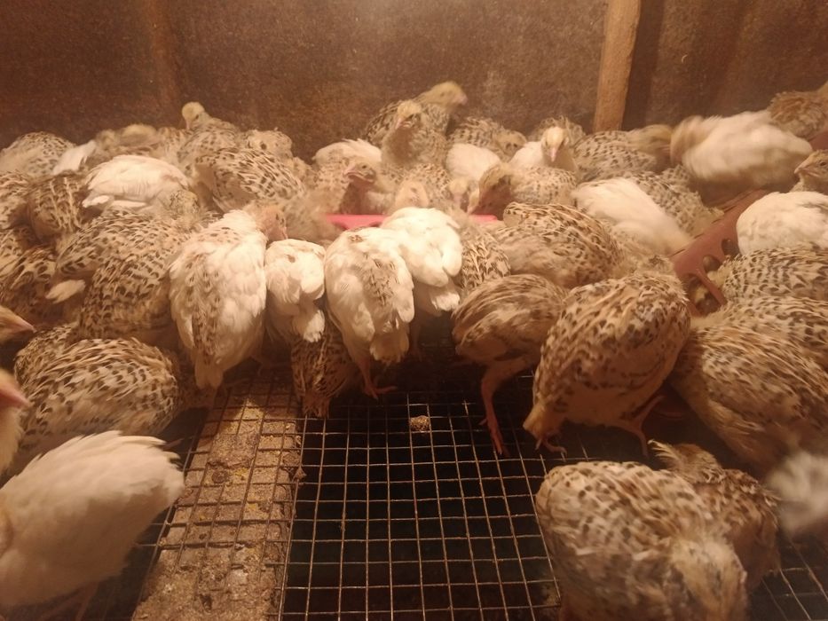 Продам перепелов молодых