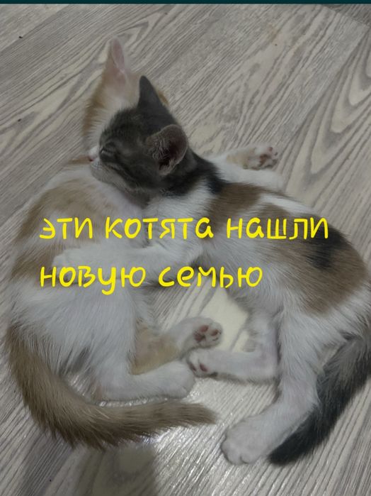 Котята 2 месяца в добрые любящие руки