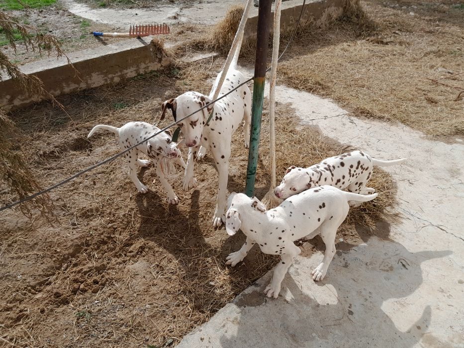 Далматинец күшіктер сатылады