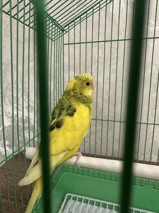 Продаю Попугай Кешу