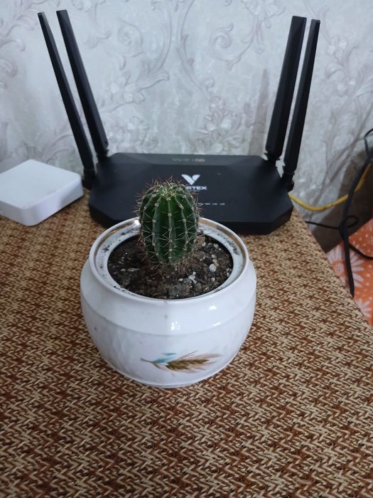 Комнатные цветы адаптированные