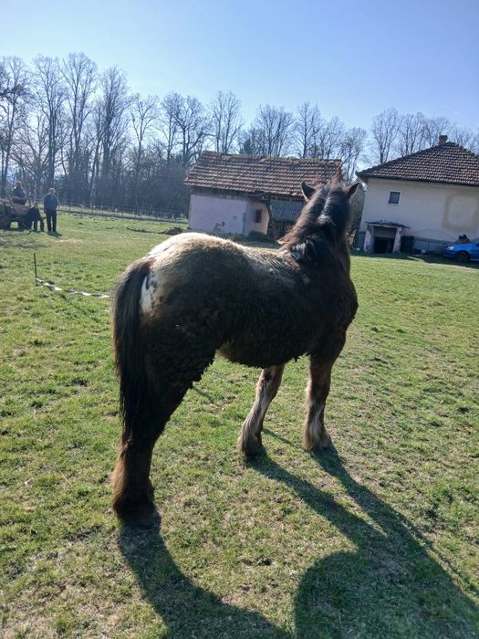 Mânză noricher in 14 iunie face 1an