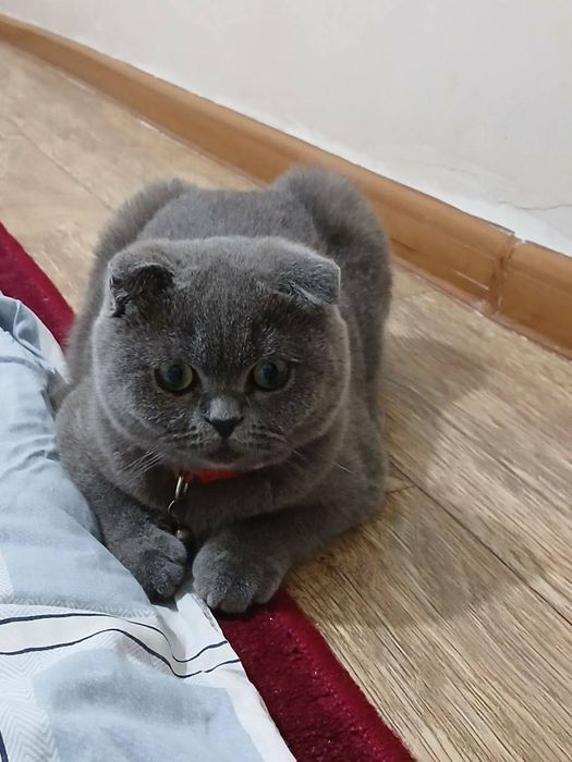 СРОЧНО Продается Британская Кошка