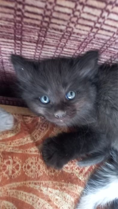отдам котят в добрые руки