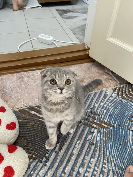 Кот отдам за шакаладку