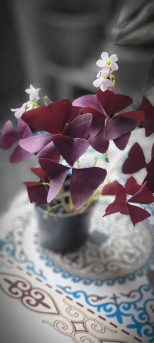 Продам комнатные цветы олеандры оксалисы