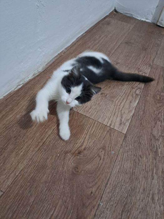 Кішкентай мысық бар ұрғашы