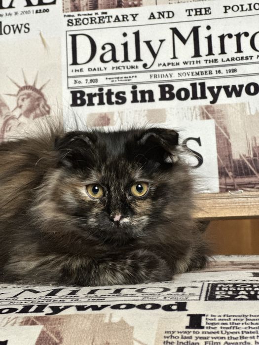 Шотландские котята