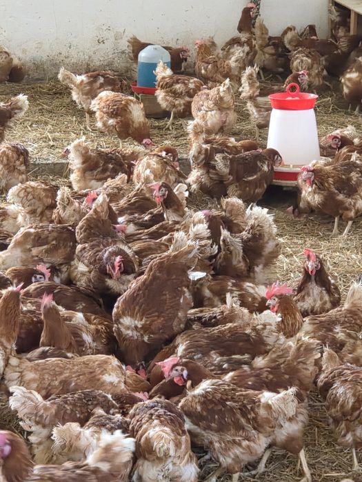 ‼️puicute rosii ouătoare ‼️