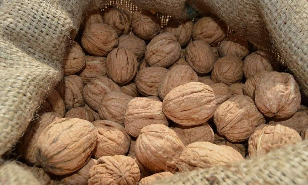 Vand nuci selecționate pentru plantat soiul jupanes