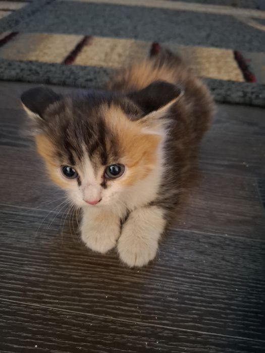 Отдам даром котят