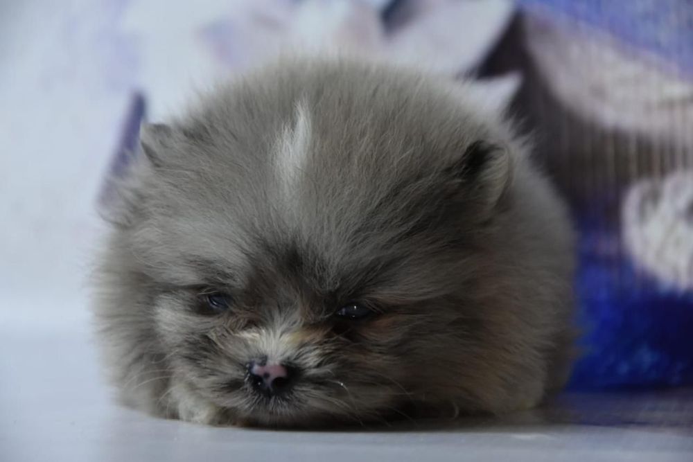 Шпиц мальчик голубой мерле