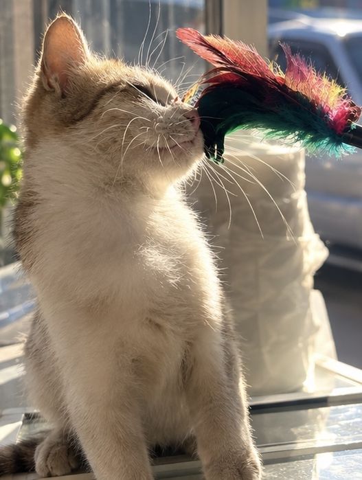 Кошка (котенок) ищет дом