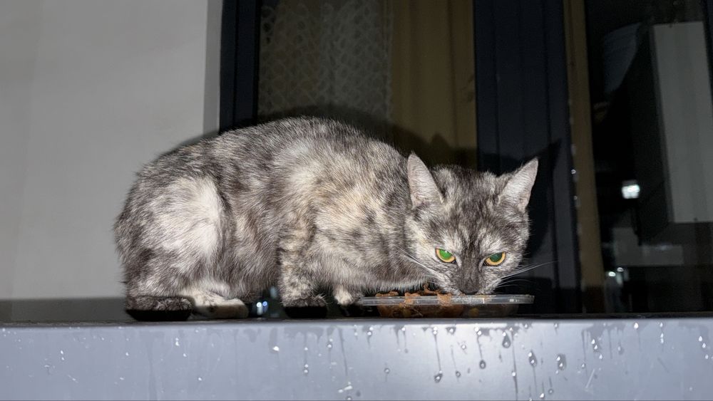 Кошка в добрые руки!