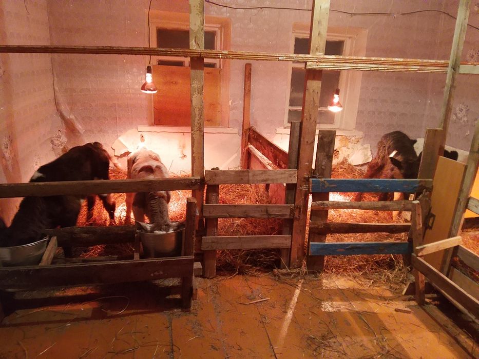 Продам телят бычки