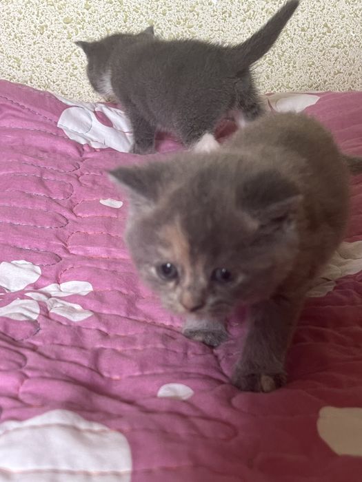 Котёнок Mushukcha