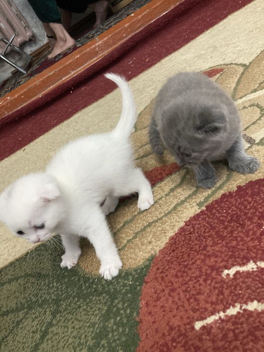 Skotish folt bolalari sotiladi