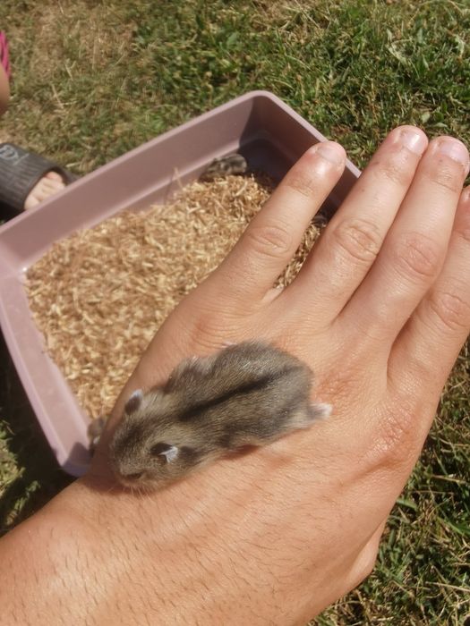 Vând hamsteri pitici