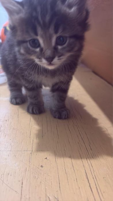 Отдадим котят в хорошие руки
