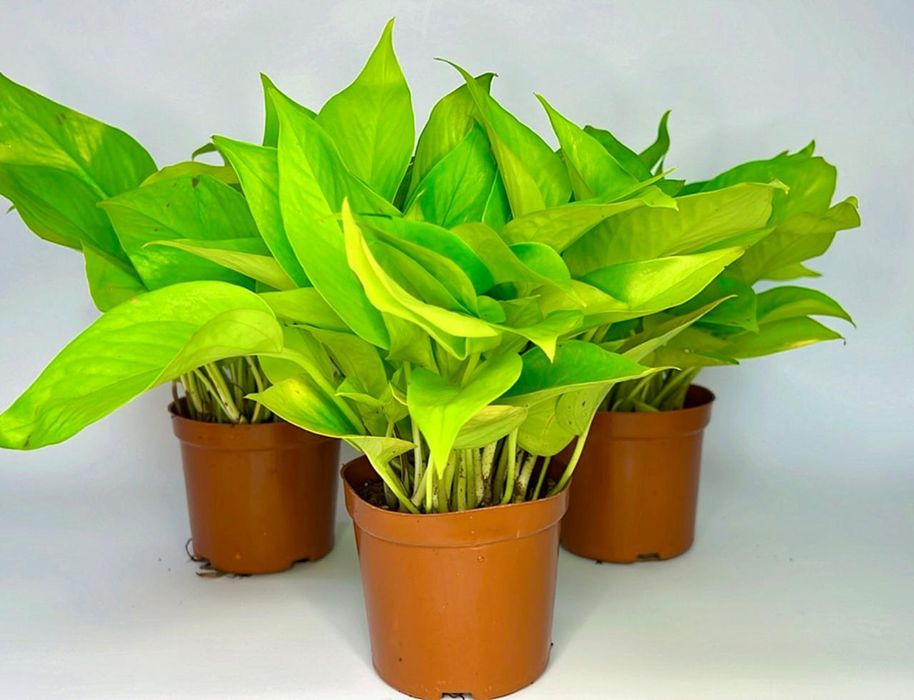 Сциндапсус Энджой,Неон