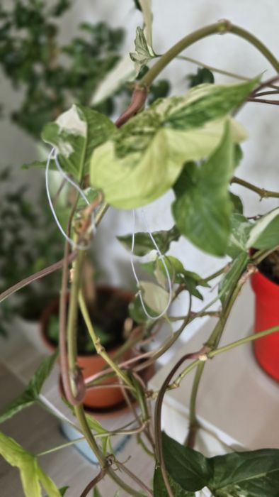 Сигнониум вариегатный,  лиана